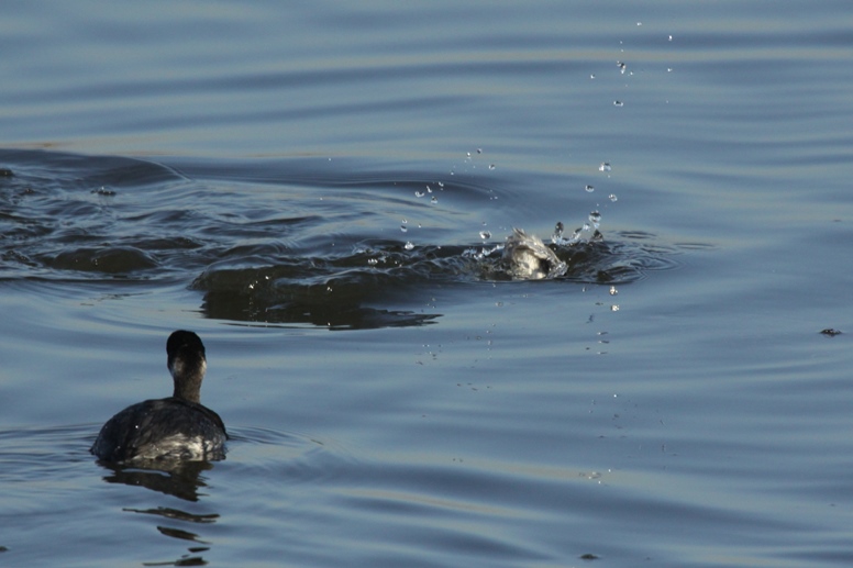 grebe